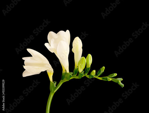 Fototapeta Naklejka Na Ścianę i Meble -  white freesia close up