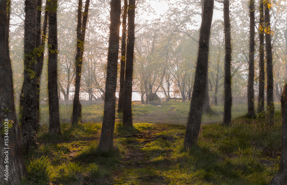 Fototapeta premium easy autumn fog on the solar coast of the lake among trees