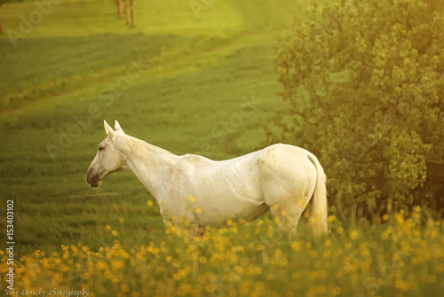 Beautiful horse on a field with sunset