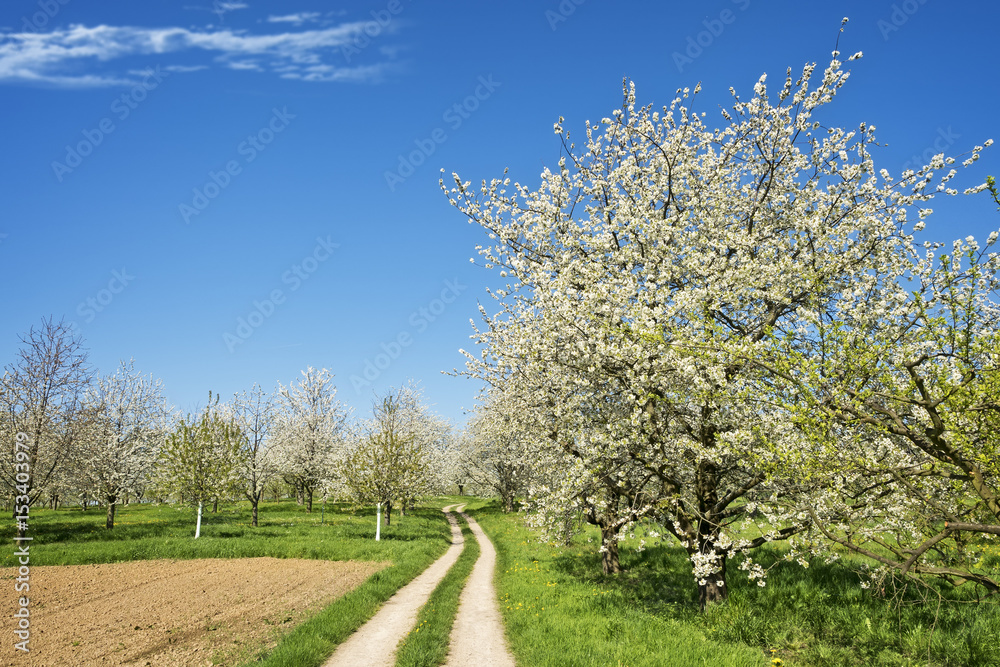 Path by blooming tree in spring Path by blooming tree in spring