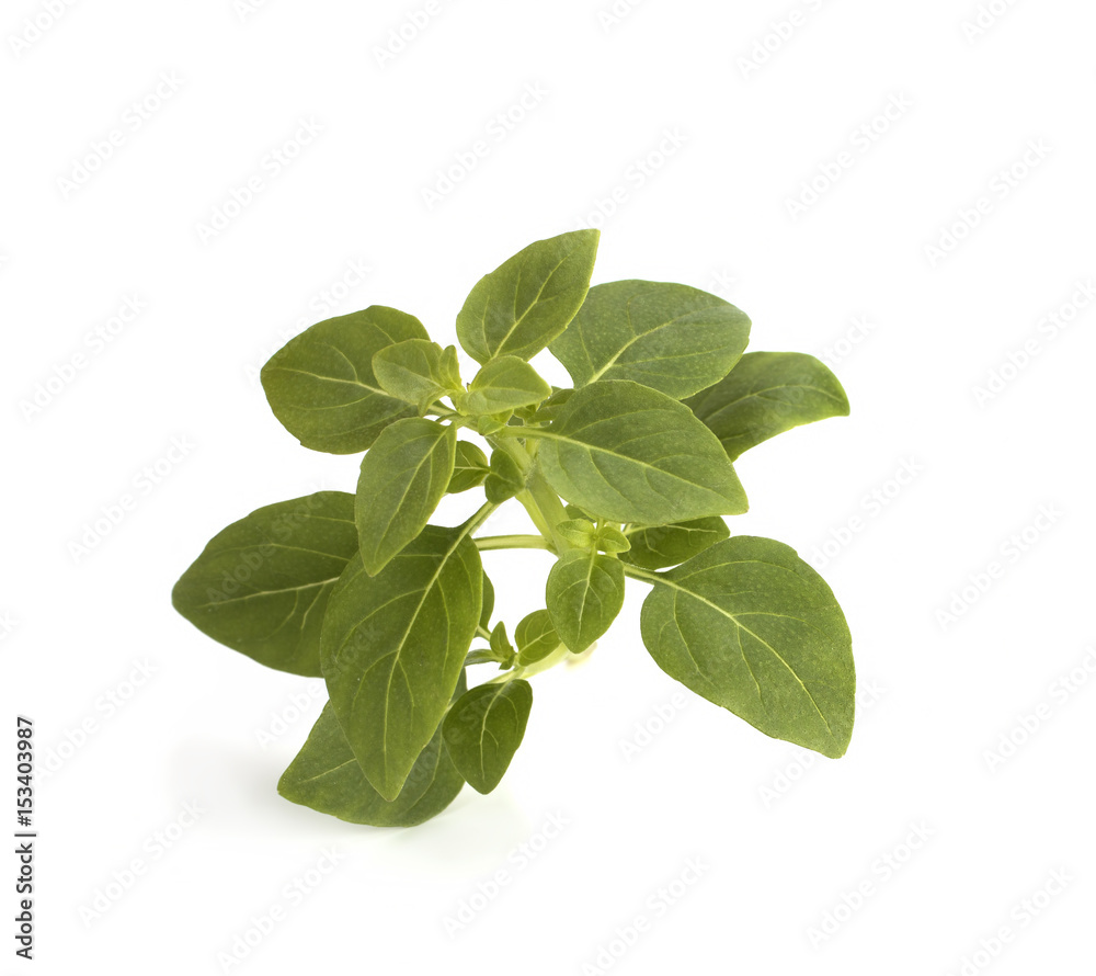 Fresh green leaves of basil grass, isolated on white background. Sweet basil Genovese Fresh green leaves of basil grass, isolated on white background. Sweet basil Genovese