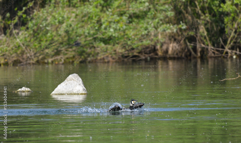 Cormorano che nuota tra i sassi del fiume