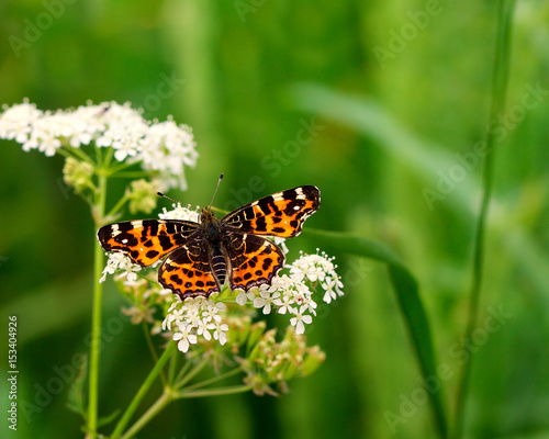 Butterfly or Painted Lady -vanessa cardui- on a flower