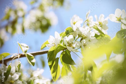 Branch of beautiful blooming fruit tree on sky background