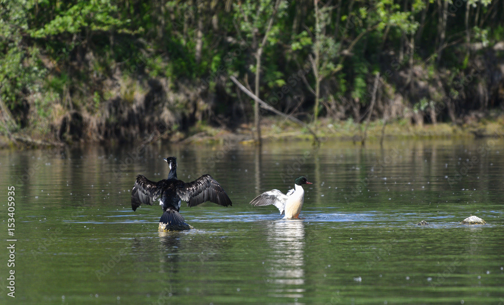 Cormorano e uno smergo maggiore con le ali aperte sul fiume Cormorano e uno smergo maggiore con le ali aperte sul fiume