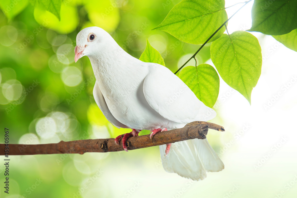 Fototapeta premium White pigeon at tree branch