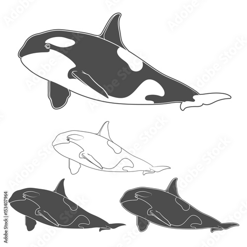 Set of black and white killer whale images. Isolated vector objects on white background.