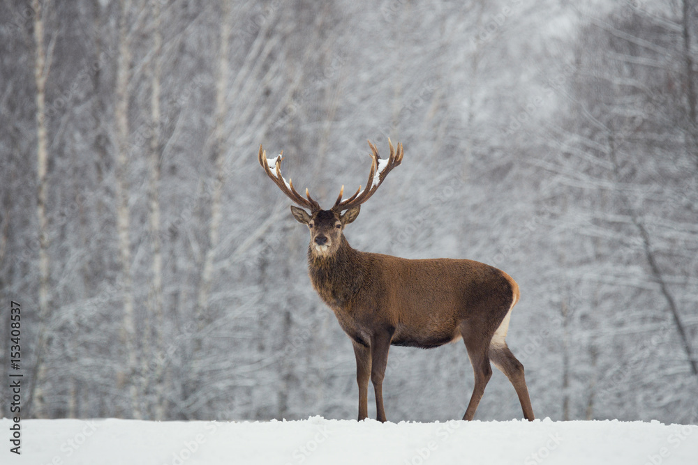 Noble deer with big beautiful horns on snowy field on forest background.European wildlife landscape with snow and deer with big antlers.Portrait of Lonely elk.