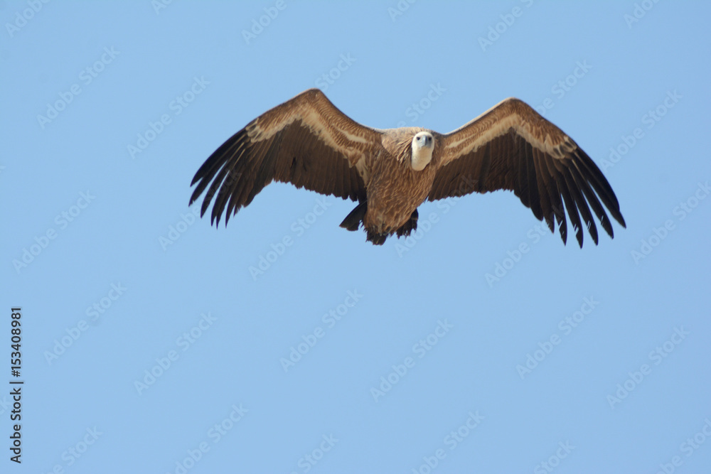 Fototapeta premium The Griffon vulture (Gyps fulvus)