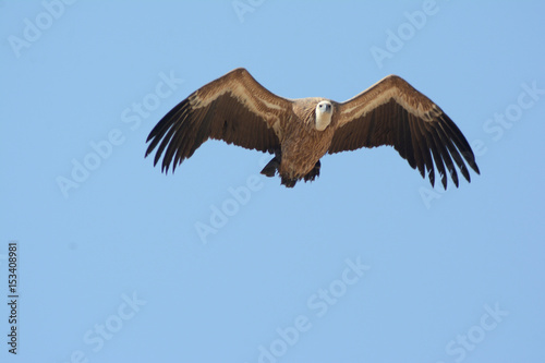 The Griffon vulture (Gyps fulvus)
