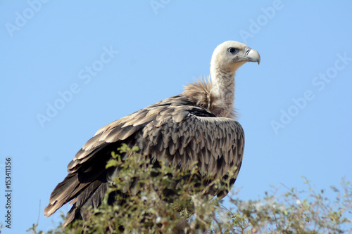 The Griffon vulture (Gyps fulvus)