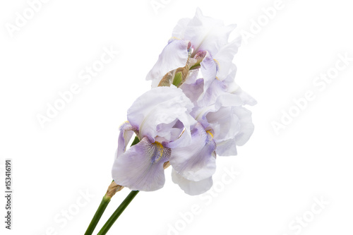 Blue iris isolated