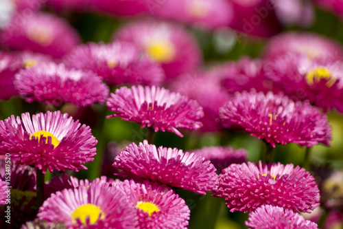 Pink Garden