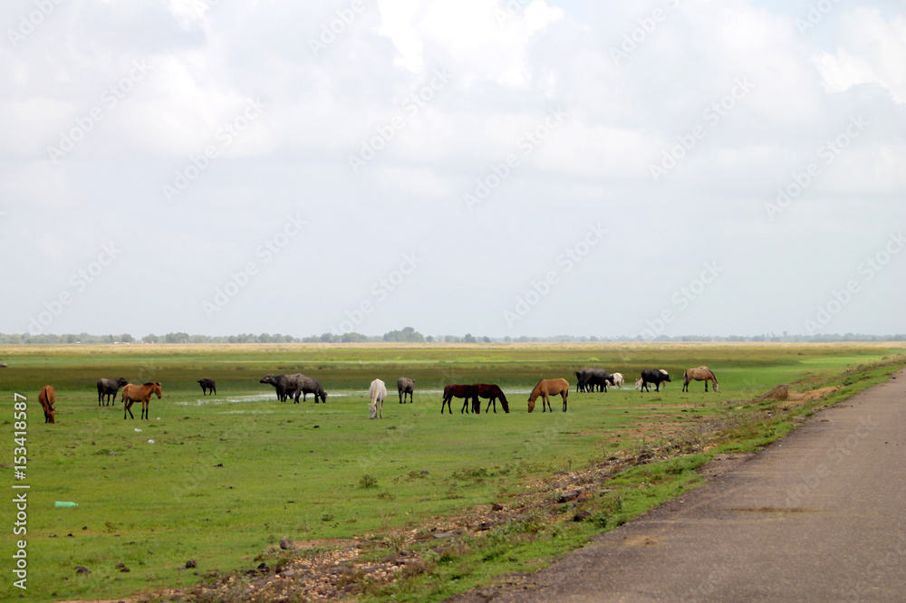 PRAIRIE CHEVAUX PRAIRIE CHEVAUX