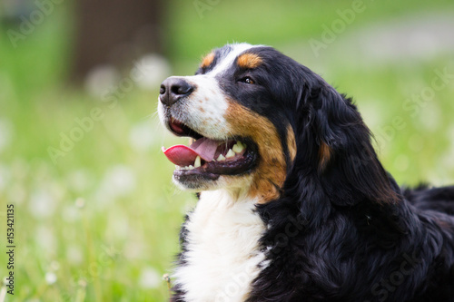 portrait Bernese Mountain Dog looks outdoors