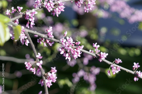 Flowers of the sakura blossoms on a spring day closeup