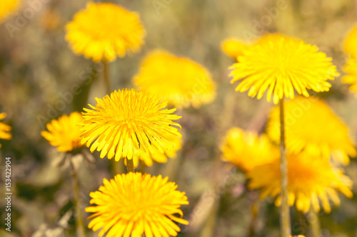 Fototapeta Close-up view of yellow dandelions