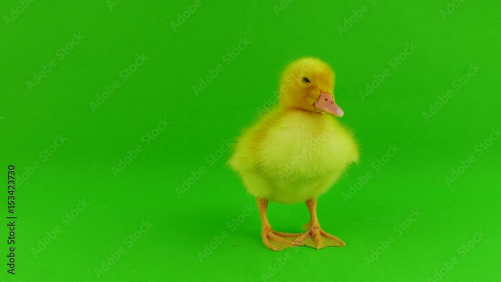 Small duck on a green screen Small duck on a green screen