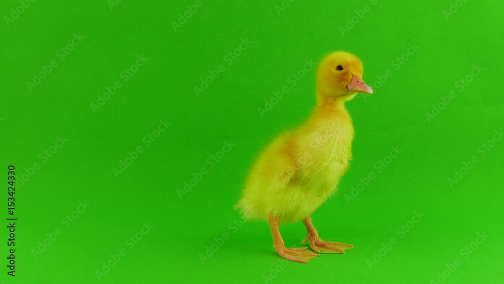 Small duck on a green screen Small duck on a green screen