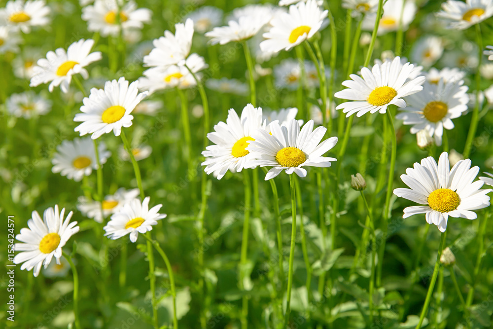 Daisy flower on green meadow (selective DOF) Daisy flower on green meadow (selective DOF)
