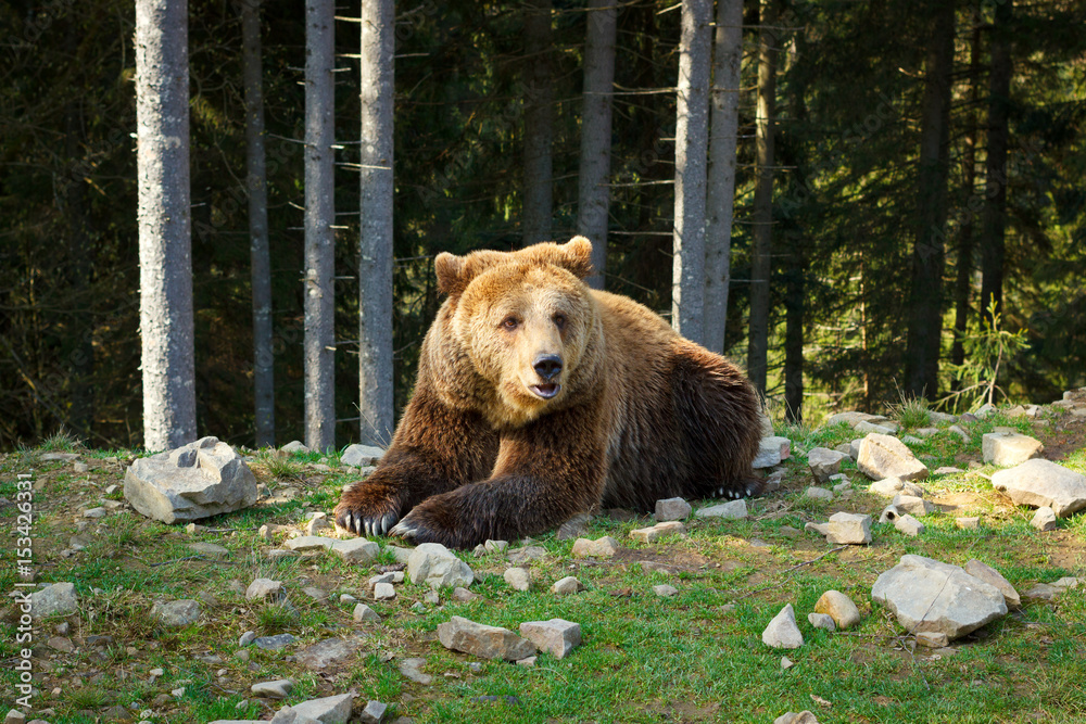 Wild brown bear in the forest Wild brown bear in the forest