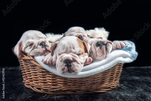 Sleeping English bulldog puppies