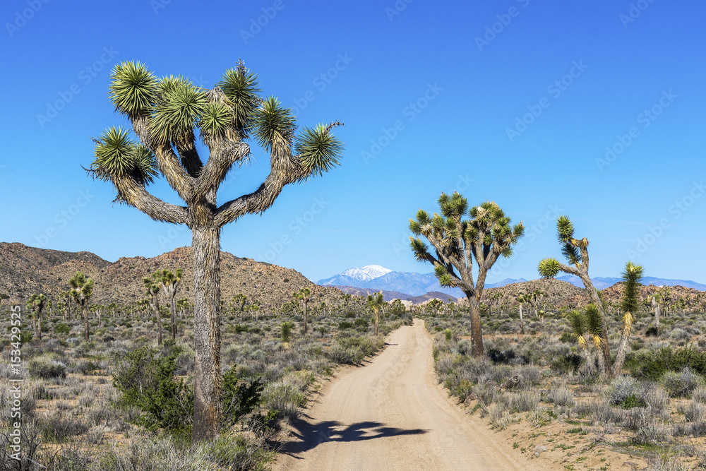 Dirt Road in Joshua Tree National Park, California