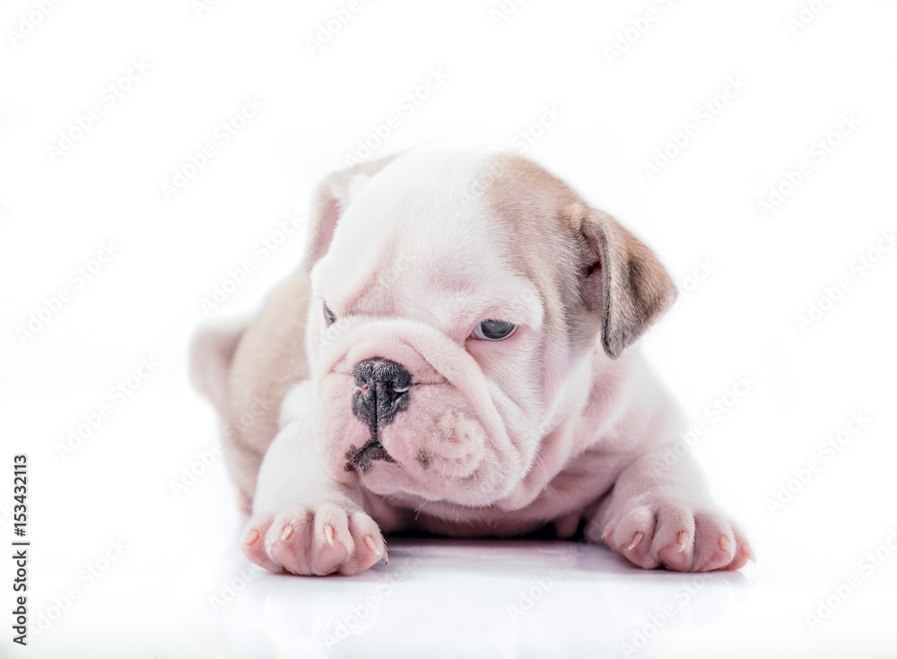 English bulldog pup