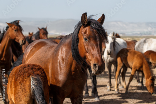 Horses © Kerim