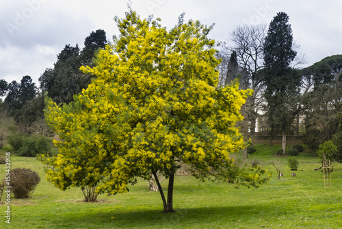 Yellow flowers of acacia dealbata, silver, blue wattle, mimosa tree i