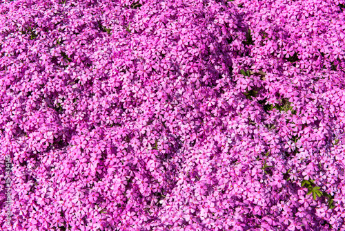 Background of small flowers of phlox