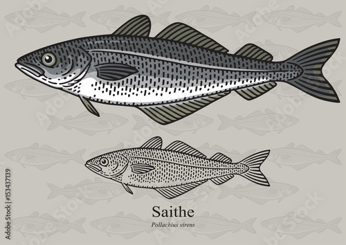 Saithe, Pollock. Vector illustration for artwork in small sizes. Suitable for graphic and packaging design, educational examples, web, etc.