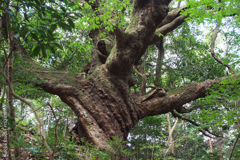 Giant oak tree in Tokigawa
