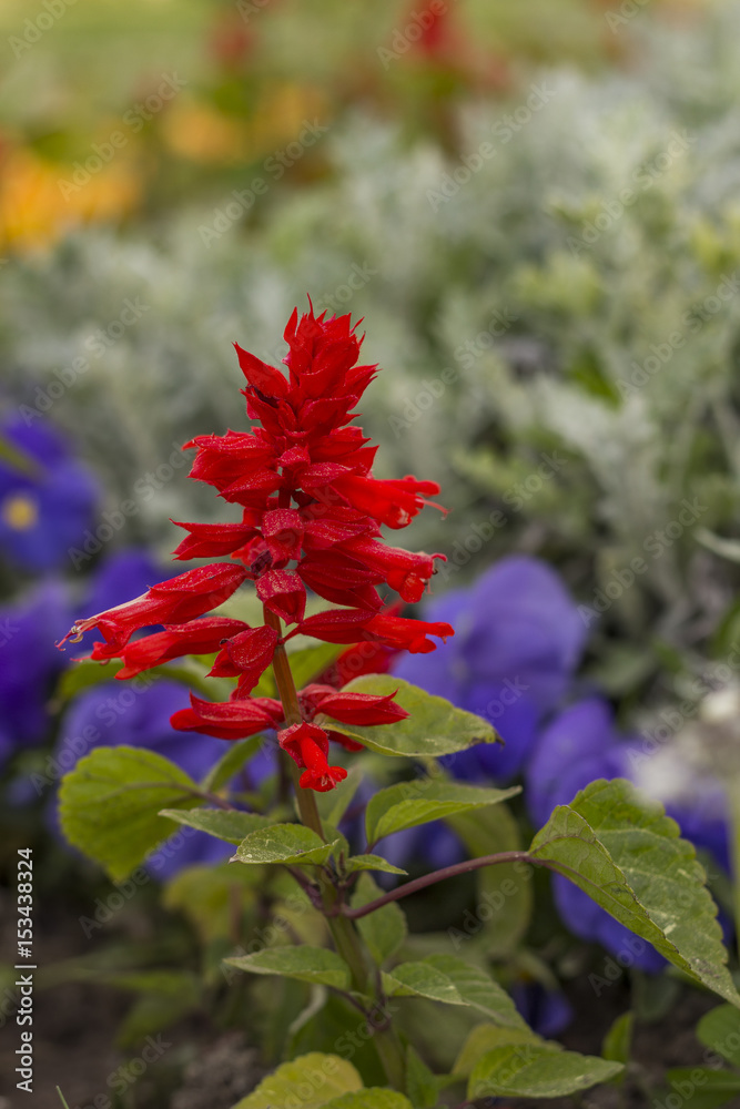 Beauty red salvia flower in garden