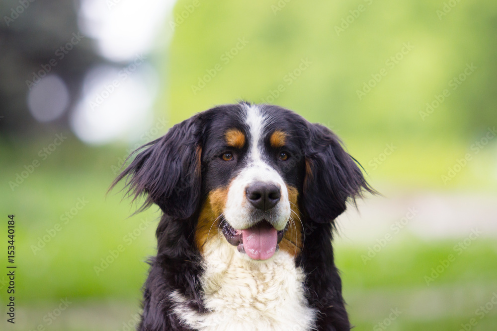 Portrait of a dog outdoors