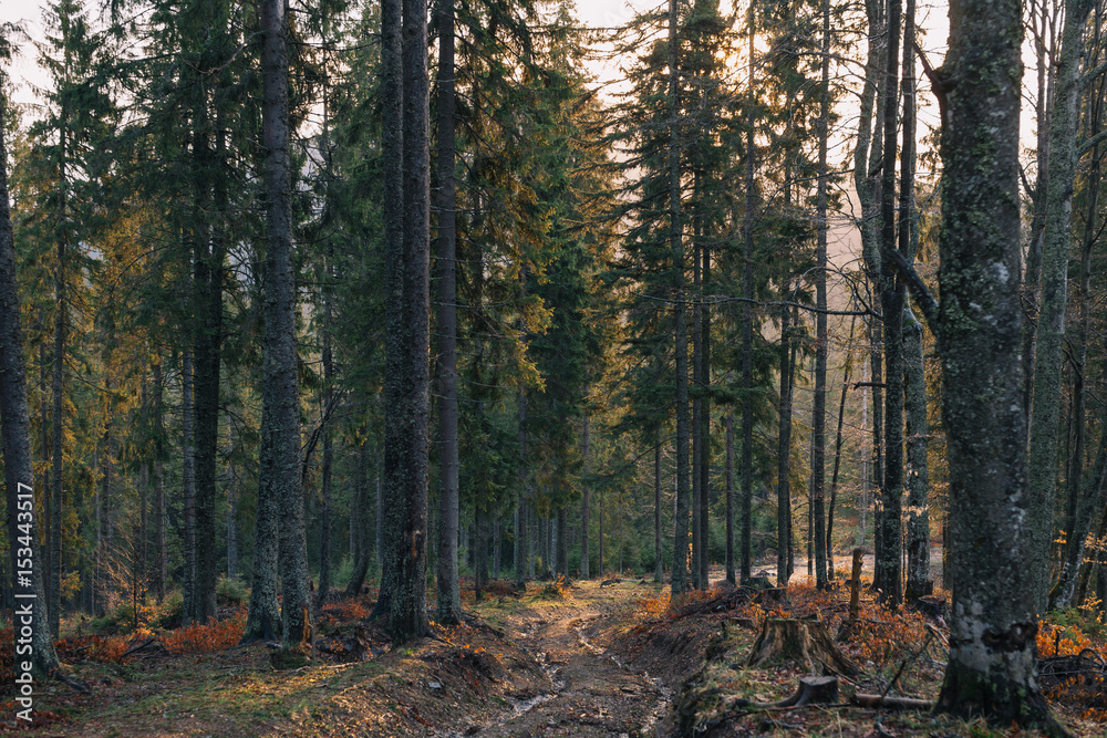 Obraz premium Sunset in forest road.