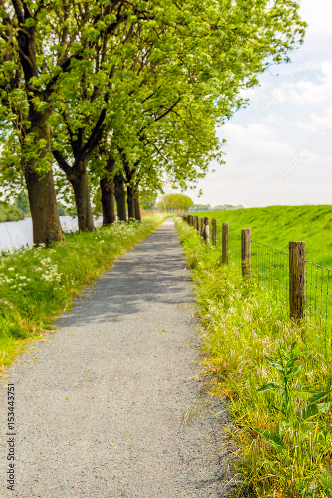 Fototapeta premium Seemingly endless path next to a row of trees