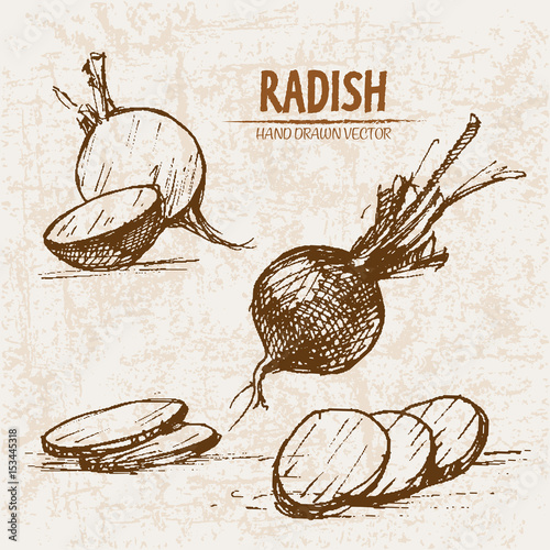 Digital vector detailed line art radish vegetable hand drawn retro illustration collection set. Thin artistic pencil outline. Vintage ink flat style, engraved simple doodle sketches. Isolated