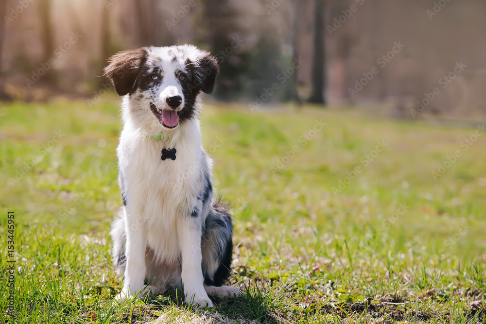 portrait adorable Cute Blue Merle Border Collie Puppy in the park portrait adorable Cute Blue Merle Border Collie Puppy in the park