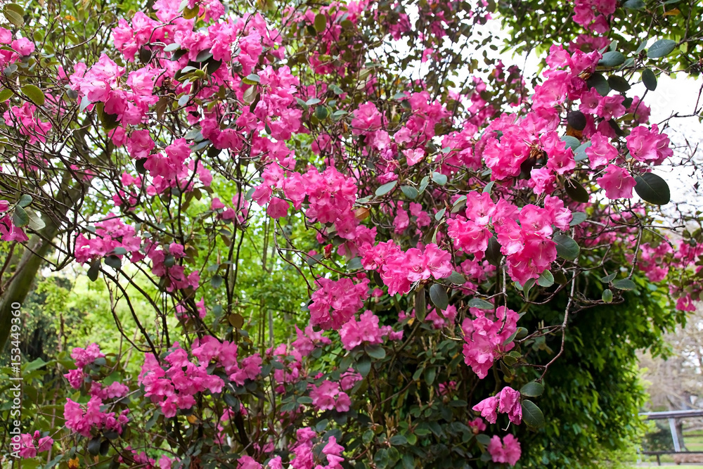 Rhododendrongarten