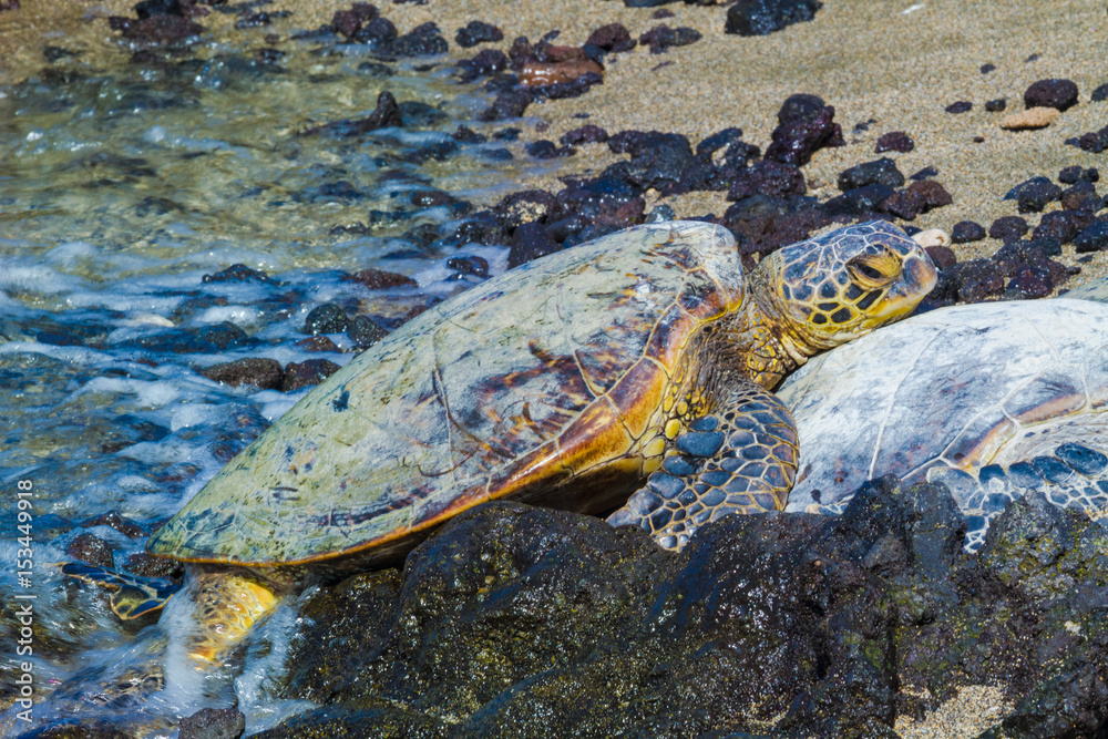 Obraz premium Turtles close-up