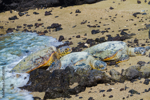 Turtles on volcanic beach