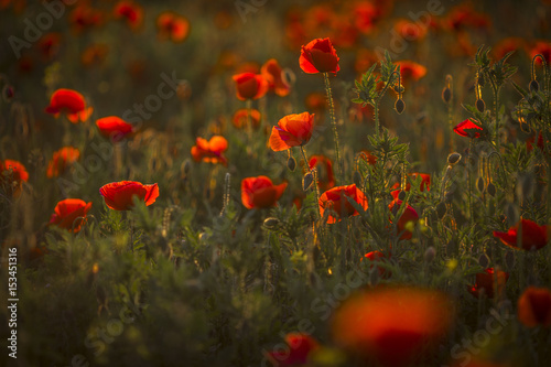 poppy field