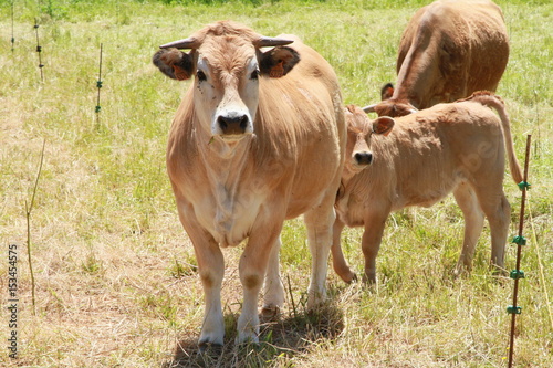 Obraz na plátně trio de vaches 2017/cc