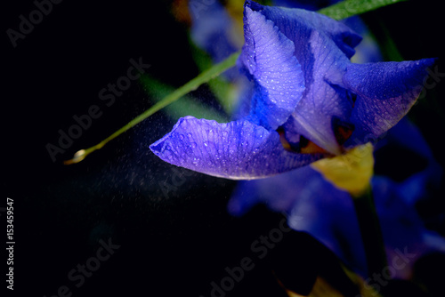 Fototapeta Naklejka Na Ścianę i Meble -  Iris in the rain