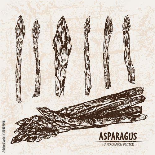 Digital vector detailed line art asparagus vegetable hand drawn retro illustration collection set. Thin artistic pencil outline. Vintage ink flat style, engraved simple doodle sketches. Isolated