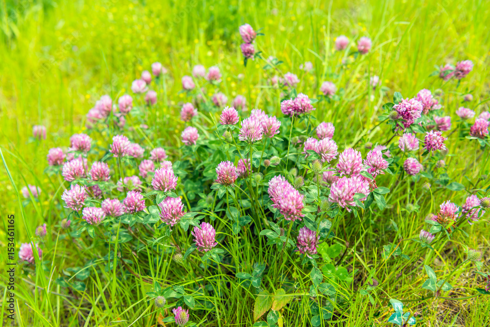 Purple flowering clover plants from close