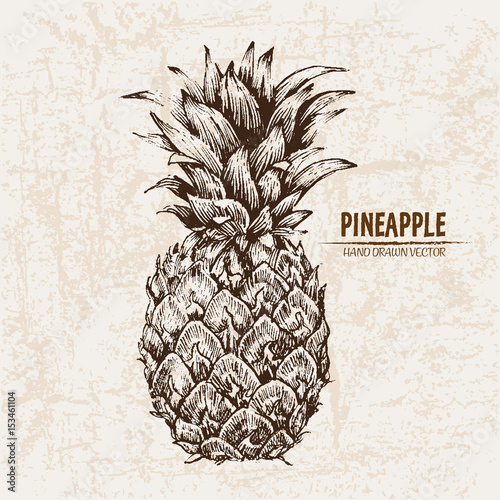 Digital vector detailed line art pineapple fruit hand drawn retro illustration collection set. Thin artistic pencil outline. Vintage ink flat style, engraved simple doodle sketches. Isolated
