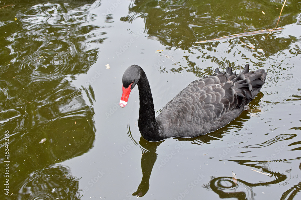Fototapeta premium Black Swan