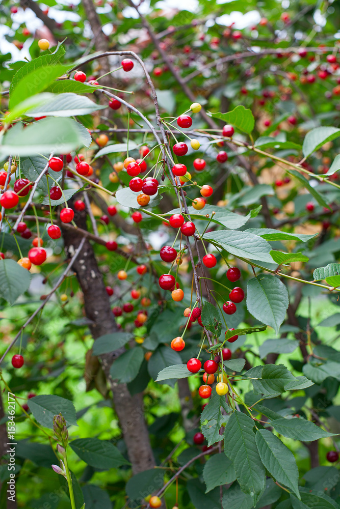 growing cherries growing cherries